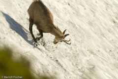 Gmse  - Zum Vergroessern klicken!